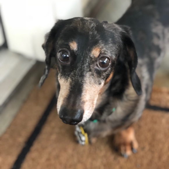 Meet your Posher, Gina - Picture 1 of 1